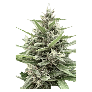 Clone Collector Seed Bank - Modified Animal Cookies - Feminized - Indica - 1 Pack